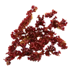 Ingrient